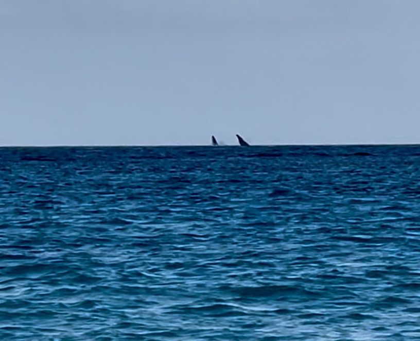 Whales